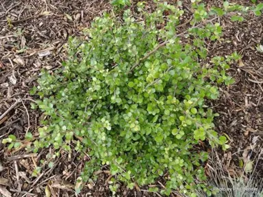 Myrsine aquilonia plant with small, green leaves held densely.
