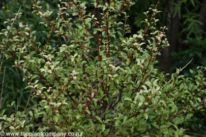 Myrsine australis tree with green leaves and red stems.