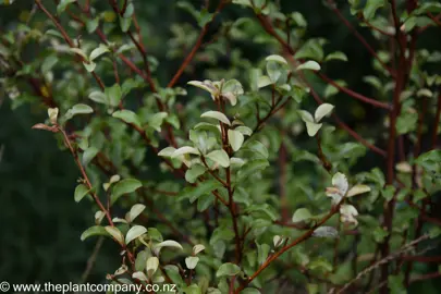 Myrsine australis foliage.