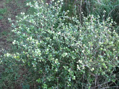 Myrsine divaricata 'Poor Knights' shrubs for sale with fine, green foliage.