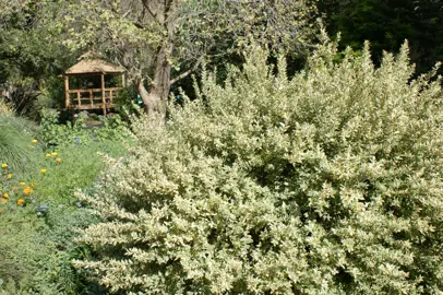 Myrtus communis variegata shrub with variegated foliage.