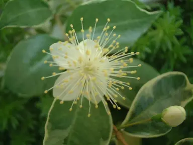 Myrtus communis variegata white flower with a variegated leaves in the background.