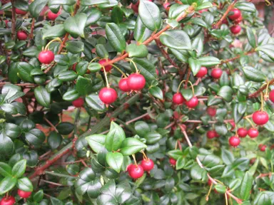 A Myrtus ugni (Chilean Guava) plant with small green leaves and red berries.