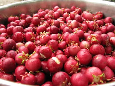 A bowl of Myrtus ugni (NZ Cranberry) red fruit.