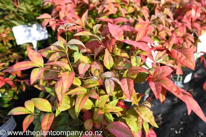 nandina-blush-2