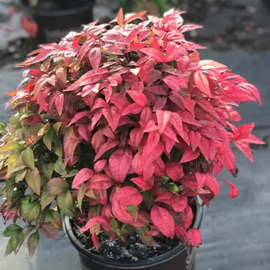 nandina-blush-pink-