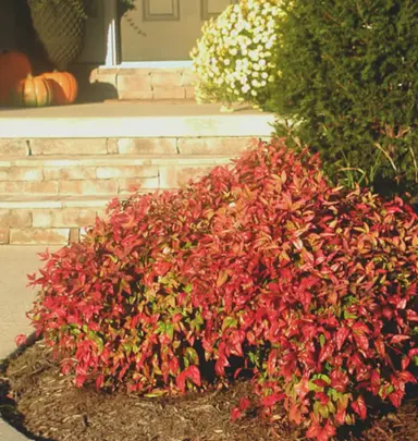 Nandina Nana plant with red foliage in a garden.