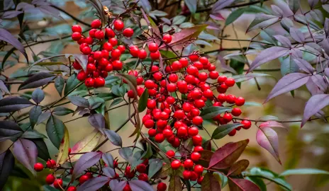 Nandina domestica red berries and purple foliage.