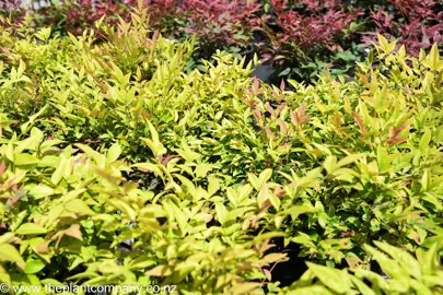 nandina-gulf-stream--1