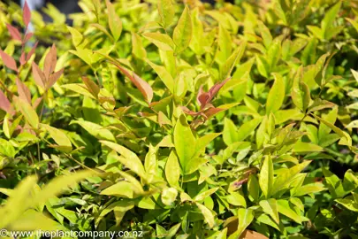 nandina-gulf-stream--2