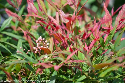 nandina-gulf-stream--3