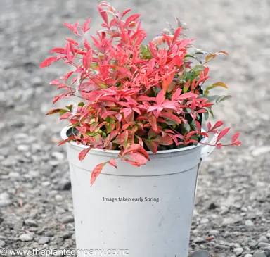 Nandina 'Gulf Stream' plant for sale during spring at The Plant Company nursery.