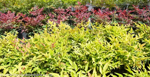 nandina-gulf-stream-