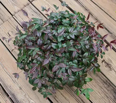 Nandina 'Harbor Belle' plant in a pot.