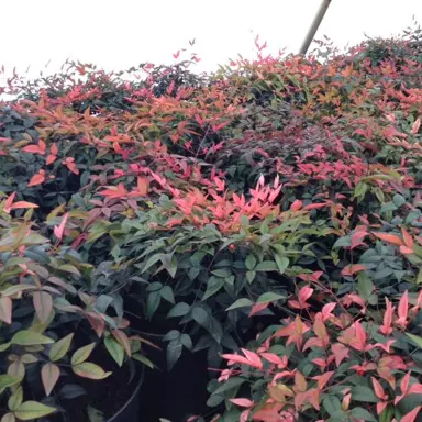 nandina-harbor-belle-