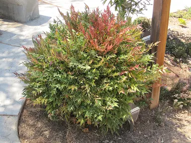 nandina-harbor-dwarf-