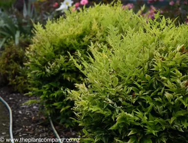 Nandina Lemon And Lime plant in a garden with lush foliage.