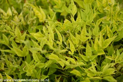 Lime green foliage on Nandina Lemon And Lime plant.