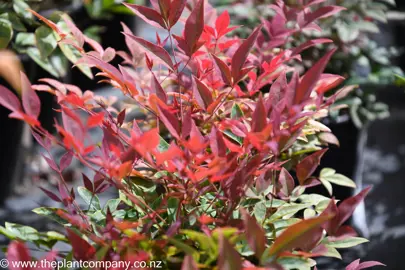 Nandina Obsession with beautiful red folaige in a pot.
