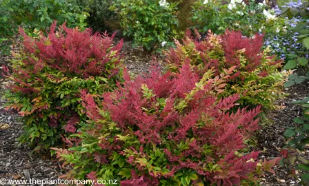 Nandina Obsession with beautiful red folaige.