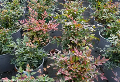 Nandina 'Obsession' plants for sale at The Plant Company nursery.