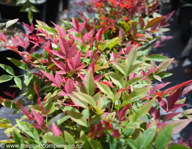 Nandina Obsession showcasing red foliage.