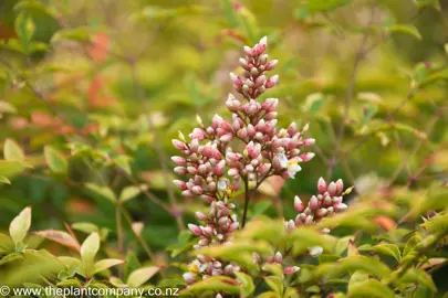 nandina-richmond--4