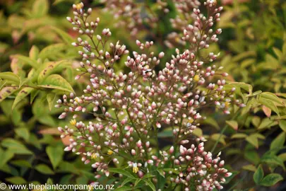 nandina-richmond--5