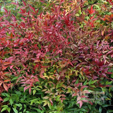 nandina-domestica-1