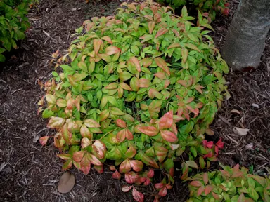 nandina-pygmaea-