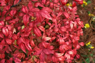 nandina-pygmaea-2