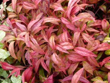 nandina-pygmaea-3