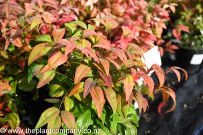 nandina-pygmaea-4