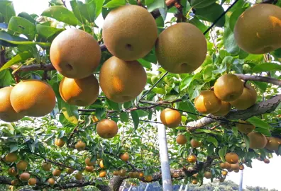 Nashi Kosui golden fruit on a tree.