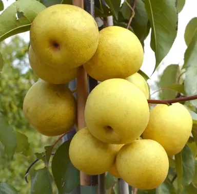 Nashi Pear 'Shinseiki' yellow fruit hanging on a tree.