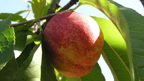 nectarine-goldmine-1