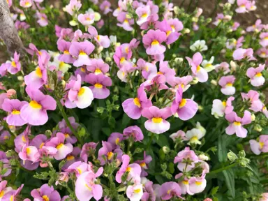 Nemesia 'Pixie Storm'.