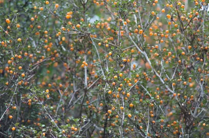 Neomyrtus pedunculata tree with masses of orange berries.