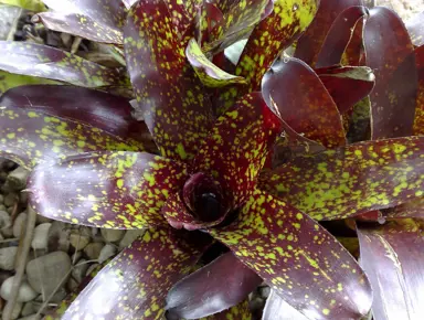 Neoregelia Aztec plant with colourful foliage.