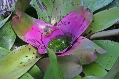 Neoregelia concentrica bromeliad with a purple centre surrounded by lush, green foliage.