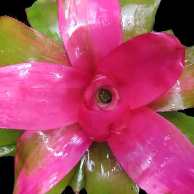 Neoregelia 'Debbie' bromeliad with a pink centre.