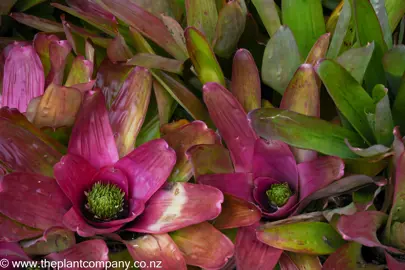Neoregelia 'Pink Sensation' plants with pink and green leaves.
