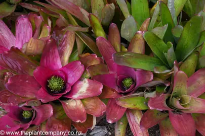 Cluster of Neoregelia 'Pink Sensation' plants with pink leaves.