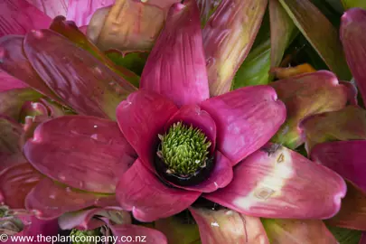 Neoregelia 'Pink Sensation' plant with pink leaves.