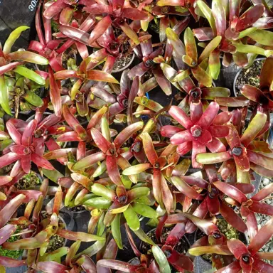 Small Neoregelia 'Red Of Rio' plants.