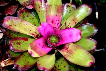 Neoregelia 'Royal Robe' colourful bromeliad.