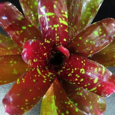 A Neoregelia 'Sharlock' plant with red leaves with green spots.