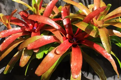 Neoregelia 'Superball' plant with purple foliage.