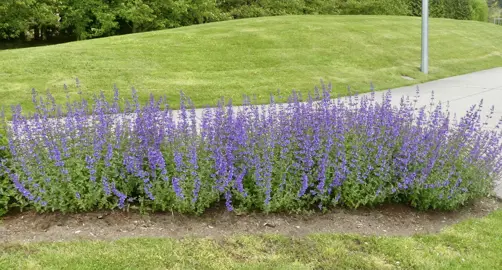 Nepeta faassenii plants with blue flowers in a border.