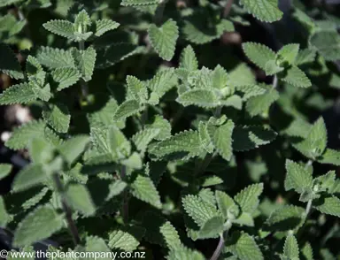 nepeta-six-hills-giant--1